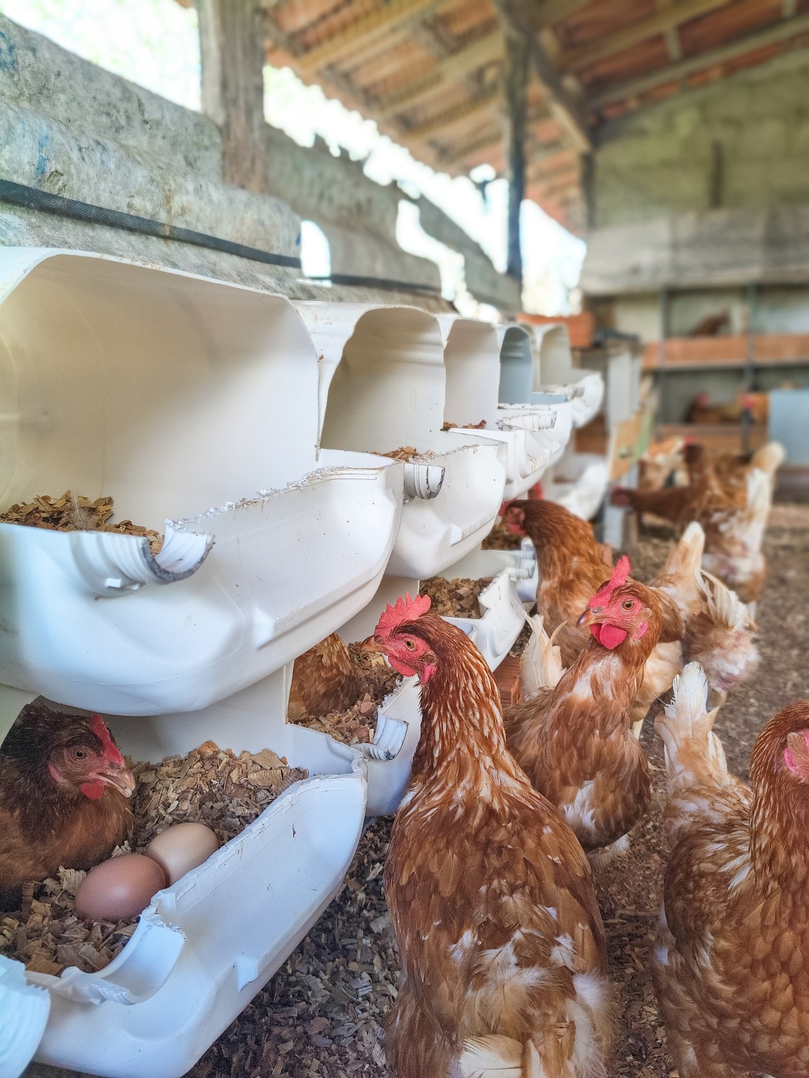 Galinhas se alimentando dentro do aviário