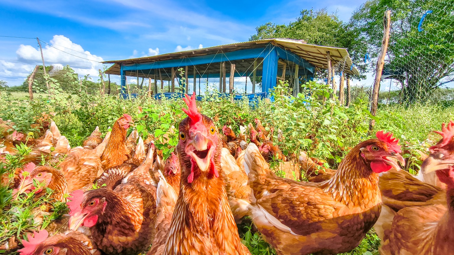 Galinhas caipiras soltas no pasto em frente ao aviário do Criatório Ouro Verde