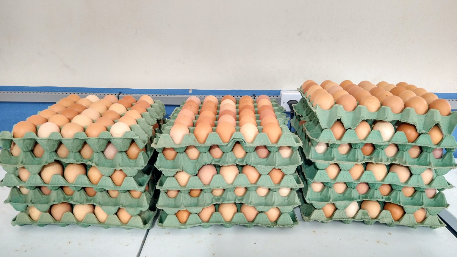 Bandejas com ovos caipiras de diferentes tonalidades, produzidos no criatório